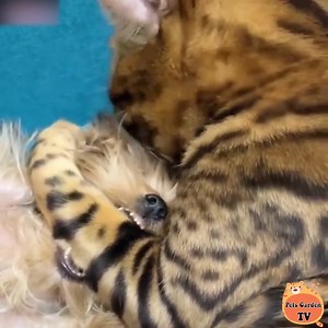 Master is not equal to enlist :)) | Cats So Cute