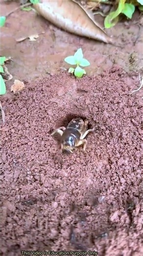 🫵See how insects are recognized by ants #shortvideo #facts #viralshort #viralvideo