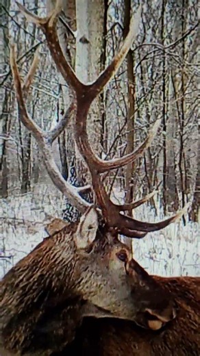 #deer #wildlife #cerf #hunting #deerlife #nature #jelenie #hirsch #cerb #cameratrap