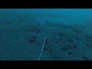 アマダイ釣り 水中映像 2021年1月③（アマダイ ヒットシーンあり）