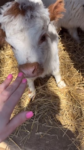1.2K views · 30 reactions |  Meet our NEW mini Highland Cows—just about the cutest things you’ll ever see!  Stop by the Barnyard this weekend, including Easter Sunday, from 10-6 to see these adorable cuties! ✨ Plus, stay tuned for our naming contest!  #harbesfarm #MiniHighlandCows #CutestCows #BarnyardFun #EasterWeekend #NamingContest #FarmLife #AnimalLovers #FamilyFun | Harbes Family Farm | Facebook