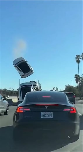 Beach Bird in the Burbs Watch This Bold Seagull Attempt to Steal a Baby's Blanket