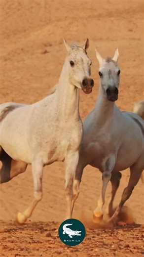 Egyptian Arabian Horse 🌙🐎 The Royal Bloodline of the Desert