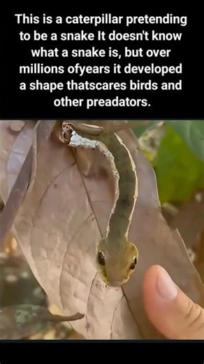 🤯 This Caterpillar Pretends to Be a Snake to Scare Predators! 🐛🐍#fact #nature #shorts #viral #wow