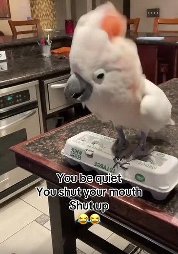 Angry Bird Meme Compilation: Hilarious Moments