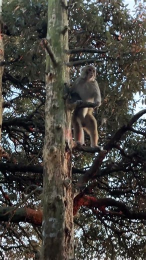 Monkey, climbing tree and jumping on roof