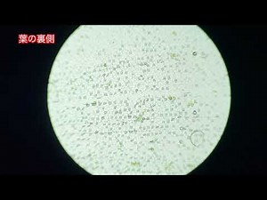 【ゆる〜い理科教室037】《ツユクサの気孔の観察》#理科#実験動画#中学校２年生#植物の体のつくりとはたらき#気孔#蒸散#ツユクサ