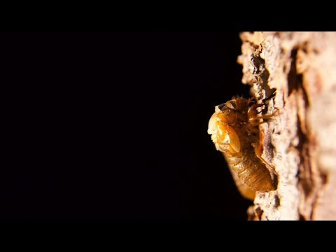 Time lapse of Brood X cicada emerging