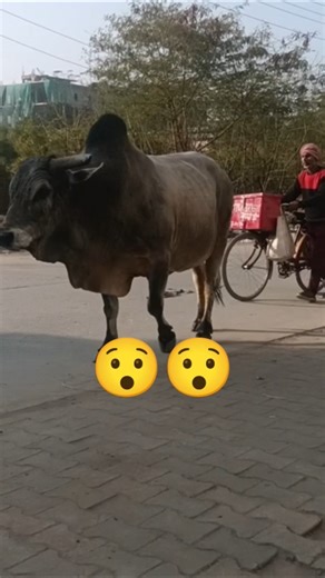 Angry😡Bull