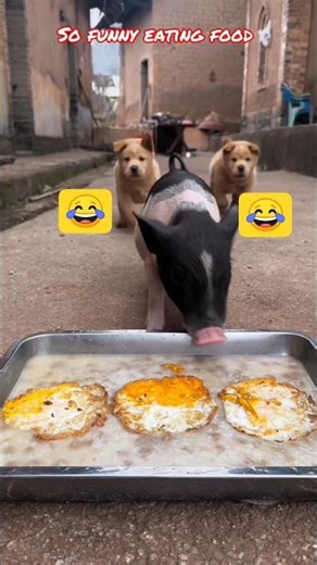 How to Feed Your Pet Mini Pig (Best Healthy Foods) | 5 EASY TIPS for Owners