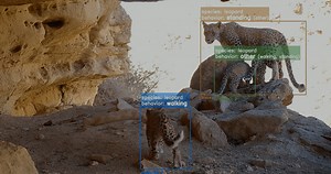 Ground-Truth Tech for Wildlife: How Conservation X Labs is Transforming Biodiversity Monitoring | Nature Tech Collective