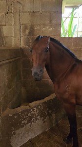 Caballo enojado. Mira las orejas y su expresión. Mejor no entro por ahora | Juan David Jaramillo Experiencias Equinas