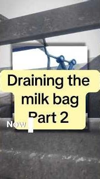 Farmers drain ballooned milk bag to save baby on the farm #cow #farm #farmer #baby #informational