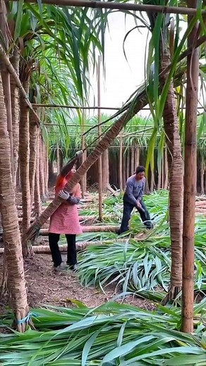 877K views · 15K reactions | ಚೀನಾದಲ್ಲಿ ಕಬ್ಬು ಹೇಗೆ ಬೆಳೆಯುತ್ತಾರೆ ನೋಡಿ  . . . #reels #facts #kannada #fbreels #agriculture #viral | Info Junction Kannada | Facebook