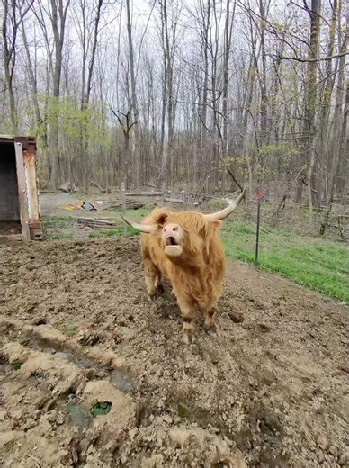 Fergus is excited to see me #cow #cuteanimals #farmlife #farmanimals