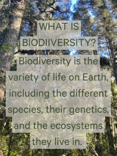 What is Biodiversity? | Titoki Academy