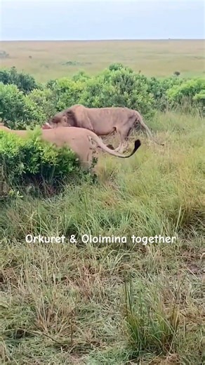 Orkuret and Oloimina seen together feasting on a Giraffe in masai mara grasslands.