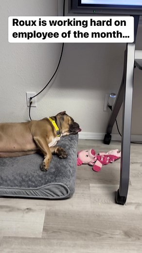 14K views · 723 reactions | He’s sleeping and passing gas 兩﫠濫 | DecoExchange | Facebook