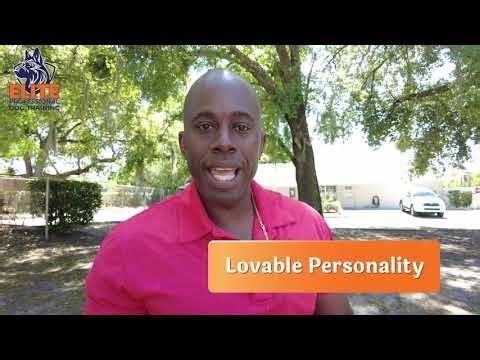 Discovery Over Compulsion: Why the Best Dog Training Preserves Your Dog's Personality