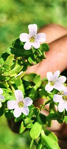 Medicinal Herbs 101: Water Hyssop #medicinalherbs #herbalmedicine #gardening #garden #plants #flowers | The Weeds and Seeds Guy