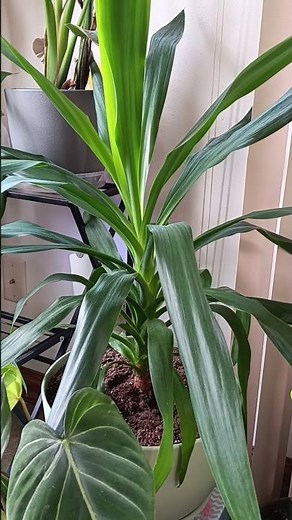 How to care for Spineless Yucca houseplant growth guide #plant #gardening #tutorial #tutorials