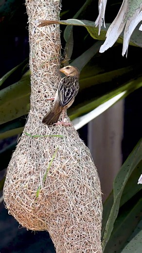 Weaver Bird Build Nest The Most Beautiful Bird Nest 0087#viralshort #birds #birdhome #shorts