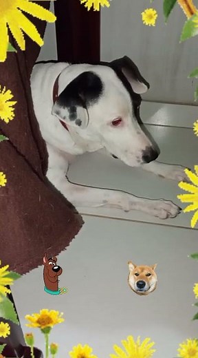 Cute little puppy lying under the table at night 😂❤️😃🐕 #pets #cutepets #animals #dogs #shorts