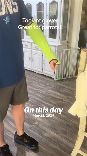 Awe poor bebe, Bus. #fyp #viral #cockatoo #crying #bebe | Busterrthecockatoo