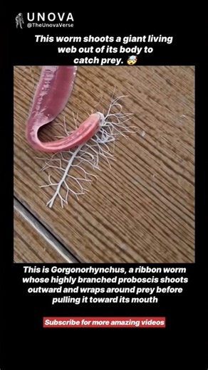 This Worm Has a Secret Weapon You Won’t Believe 😳🪱