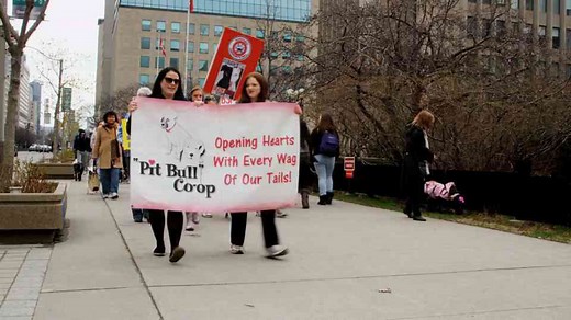 Why Bully Breed Dogs Make Great Pets: 7 Key Benefits