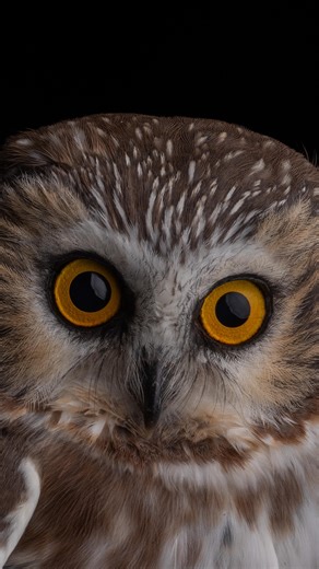 Sean Graesser on Instagram: "Ever seen an owl this size? It’s the perfect day to adopt a Northern Saw-whet Owl — no lines, no crowds, just pure conservation magic. Your symbolic adoption supports our research, monitoring, and community outreach all season long. Choose your owl in our bio! Or learn more about the different kinds. All birds handled with proper permits and training. Never handle wild birds without them. For more questions refer to my first pinned post."