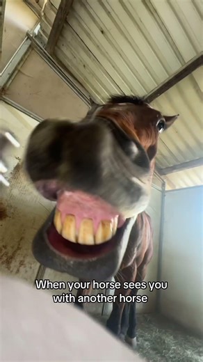 Can’t believe she wrote about me #blowup #horse #funny #baileyhorsetricks #fypシ