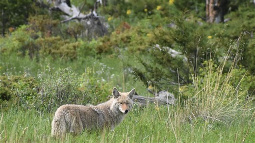 Colorado's growing furor of furbearer management