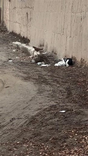 Savage Cat Attacks Bird 😱🐱 | Wild Nature Moment#cat #catattack