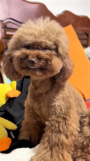 2K views · 41 reactions | Angry  | Sam | Facebook