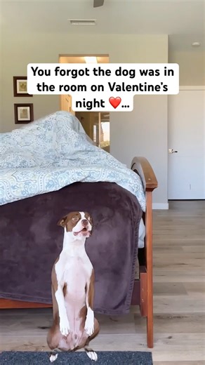 Third Wheel 😳 #funny #valentinesday #dogshorts #memes #wtf #shorts
