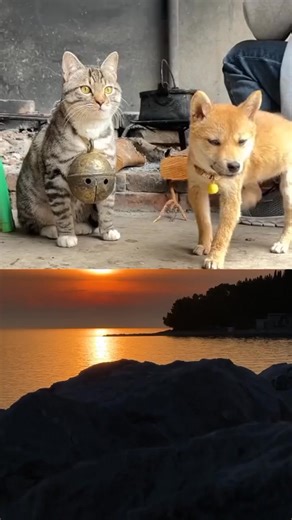 Lonceng megalodon 😂 #funy #cat #reelsfb #reelsvideo | Asma Rita