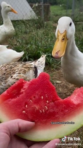 Duck Eating Watermelon Compilation | Funny Ducks Eating Sounds