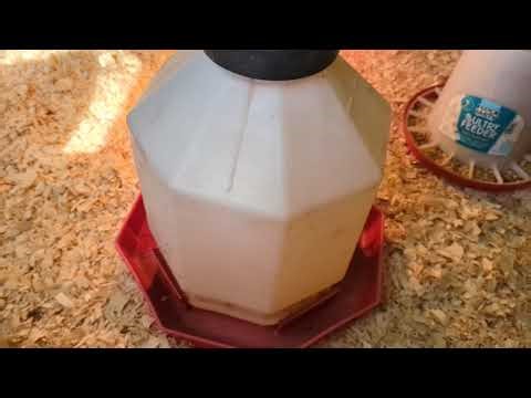 Turkey brooder setup at Abundant Pastures