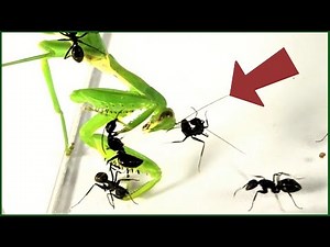 蟻戦争Ⅲ＃216 「大きなアリ」がカマキリに遭遇するとこうなる。【後編】編～Big ants meet a mantis～