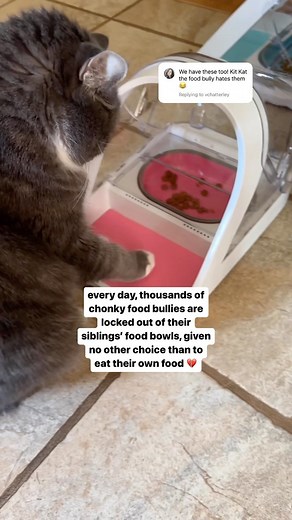 that’s the face of a cat plotting his revenge #cats #catsofinstagram #catstagram #catvideos #figgythefeline #microchipfeeder | Figgy The Feline