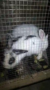 Comment se passe l'accouplement chez les lapins. À partir du moment où la femelle ne connaît pas de période de chaleurs très précise et qu’elle est donc presque toujours prête pour l’accouplement, sa reproduction s’en trouve très facilitée. Quand elle est prête à accepter le mâle, elle est en général nerveuse et inquiète, elle frotte son menton contre des objets pour les marquer avec ses glandes et sa vulve peut apparaître plus rouge. Toutefois, il n’est pas nécessaire d’observer ces comportemen