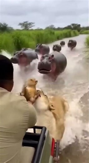A River Chase Turns Tragic… When a Lion Makes One Last Run to Rescue Its Cub