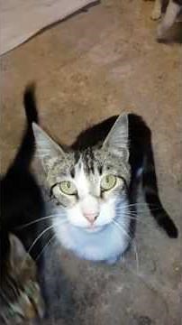 Chat qui miaule tres fort