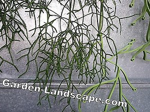 Plantes: Rhipsalis cassutha: est-ce toxique? Instructions de soin et de propagation | 2025