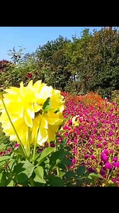 Mesmerising flower view famous Nishat garden 🇮🇳 | Explorer Jammu Kashmir Valley