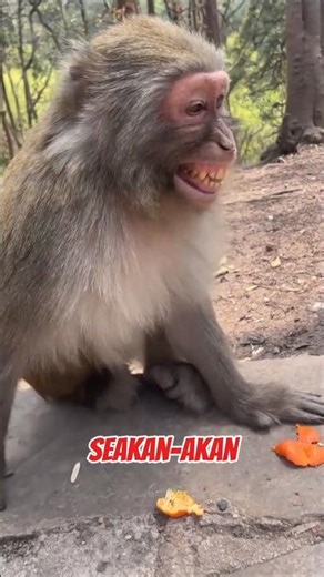 Monyet ketawa lucu banget Gapercaya❓️ Ini Buktinya #shortvideo