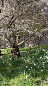 It’s Snowing Spring—MUST SEE: One of the most beautiful spring morning’s I have ever experienced. The morning wind here at Highland Park in Rochester, NY to begin today has resulted in a flowering tree snowstorm. | John Kucko Digital