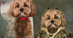 The Devon artist creating pet portraits like you've never seen before