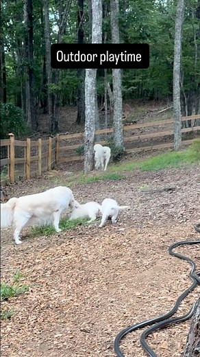Playing with Auntie Annie #puppy #englishcreamgoldenretriever #englishcreampuppy #englishcreamgolden #englishcream #puppylove #puppyplay #puppyplaytime #puppygram #goldenretriever #goldenpuppies #goldenretrieverpuppy #sillypuppy | English Creamery Golden Retrievers